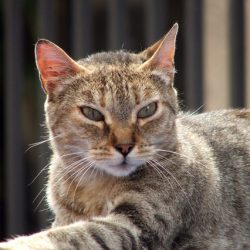 Спасяването на една улична котка