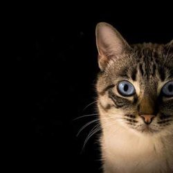 Котка влезнала в кафене…
