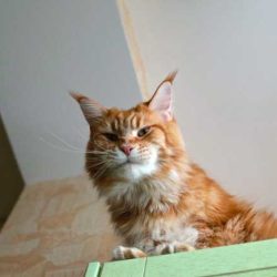 В името на покоя или как надвих котарака ми