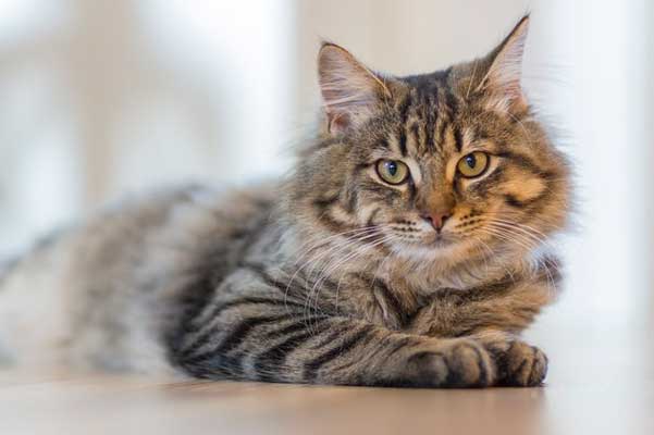 сив-котарак