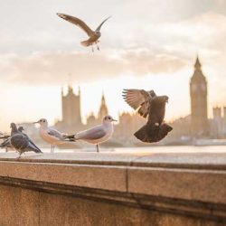 Как за нуждите си британският парламент намерил вековен дъб