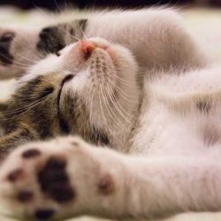 Ето какво значи, ако котката обича да спи в леглото ви