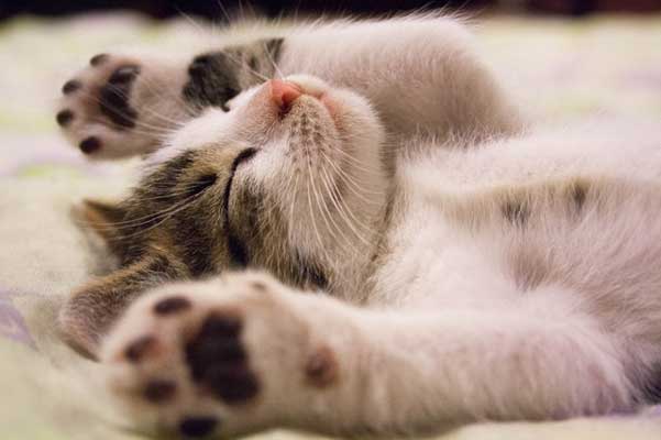мъркаща-котка