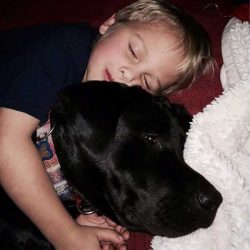 Всичко изглеждало наред, но… Куче събудило стопанката си, за да спаси детето си