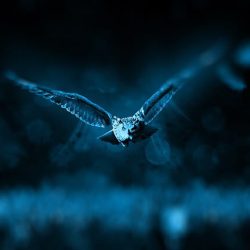 Ако тези животни се появяват често в живота ви, с вас се свързват „отгоре“