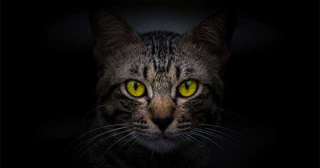 котка