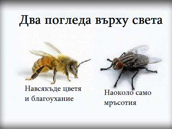 пчела-и-муха