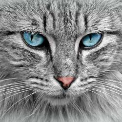Защо стопаните на котки живеят по-дълго
