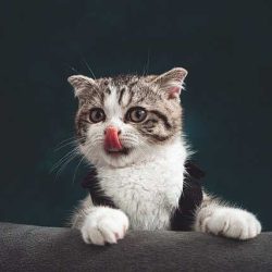 Правилата за живот с котка